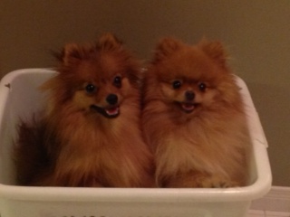 Pomeranians